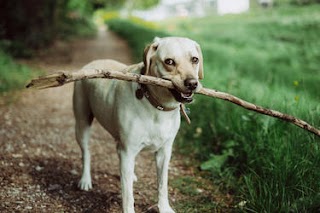 Glasgow Dog Walking Co.