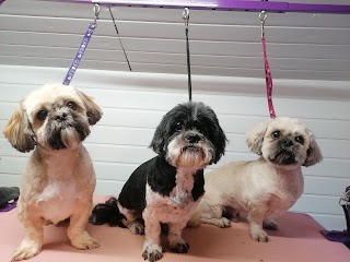 Perfect pooch dog grooming