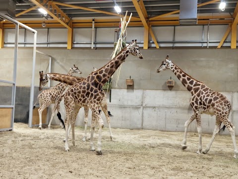 Edinburgh Zoo