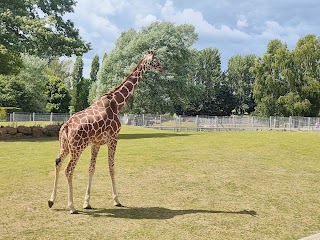 Africa Alive Zoological Reserve