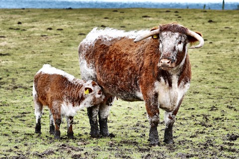 Doonies Rare Breeds Farm