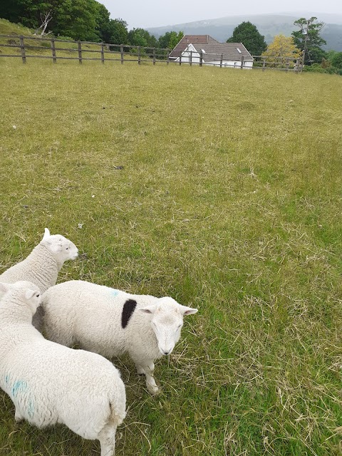 Wenallt Wild Camp