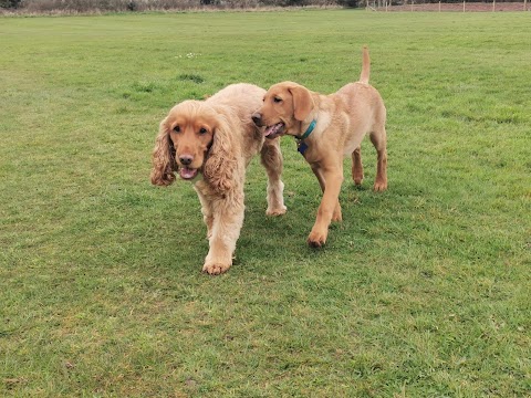 Daisy's Dog Walking