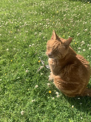 Beechwood Cattery