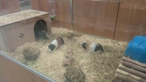 Pets at Home Corstorphine