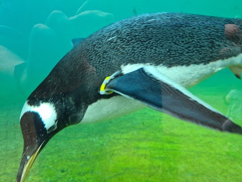 Penguins Rock