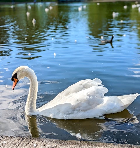 Victoria Park Pond