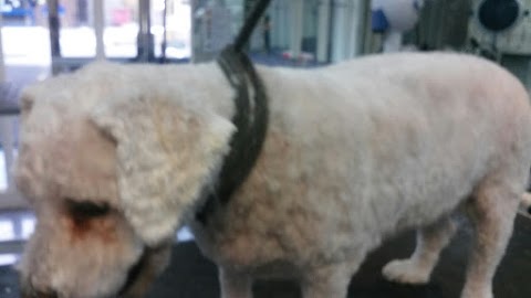 Orrell Pooch Parlour