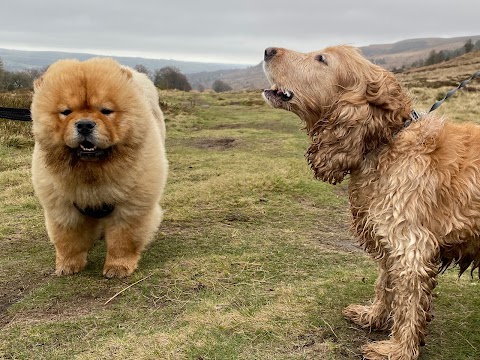 Paws and Moors Ilkley