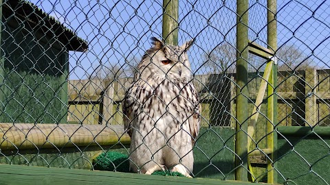 The Devon Bird of Prey Centre