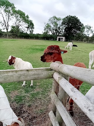 Church Farm Tea Rooms & Childrens Farm