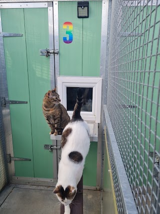 Mr T's Cattery