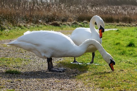 WWT Llanelli Wetland Centre