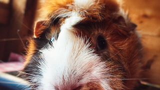 Jack's Pad Guinea Pig Boarding