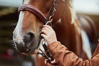 Cliffe Equine Vets