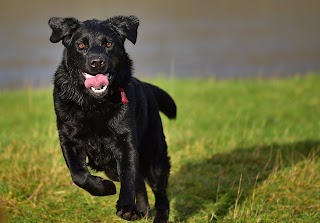 natalie's dog walking: bishopton & clydebank