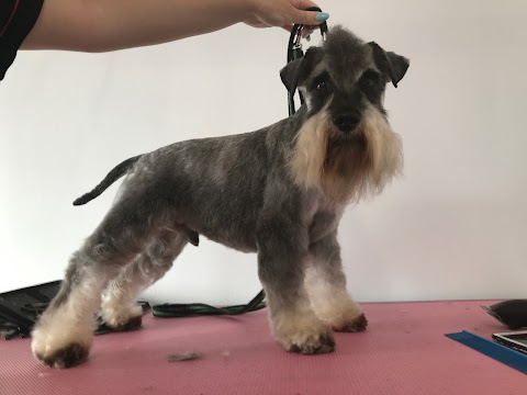 Woozelbears Hydrotherapy and Grooming