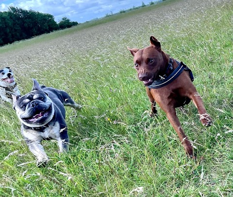 Pooches HUCKNALL dog Walking and Home boarding