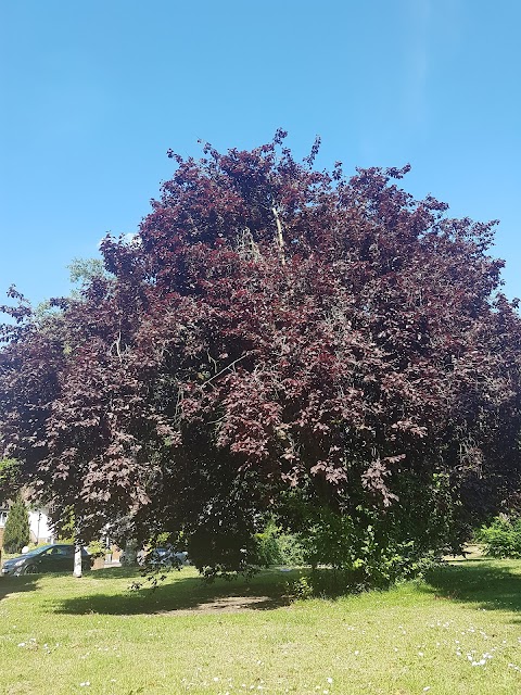 Simmonds Mead Open Space