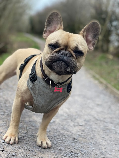 Paddy & Pals Dog Walking