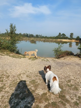 Alfie's Pals Dog Walking