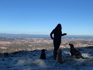 Bessie Avenue - Edinburgh Dog Walking Co.