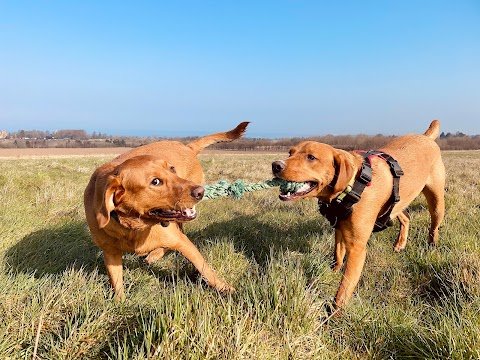 Adventure Paws