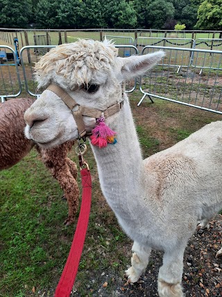 Dunreyth Alpacas (Chichester)