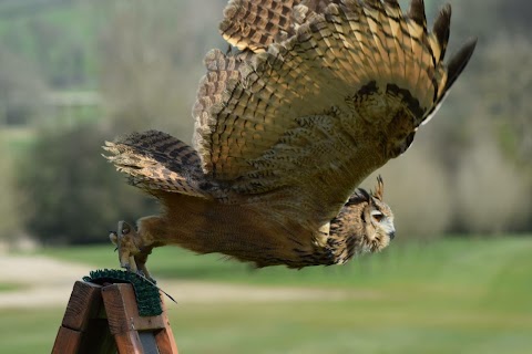 South Coast Falconry