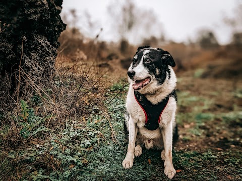 Woodland Trails Dog Walks