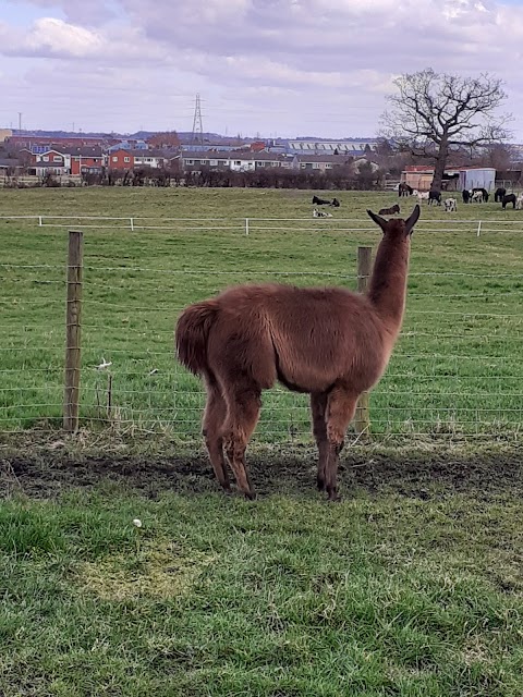 Greenacres Animal Park