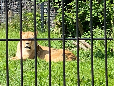 Belfast Zoo