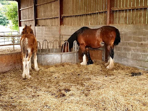 Cotebrook Shire Horse Centre