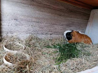 Maple Pigs Guinea Pig Boarding in Didcot