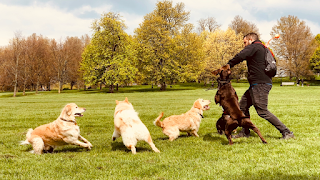 VolPets London Professional dog walker & trainer