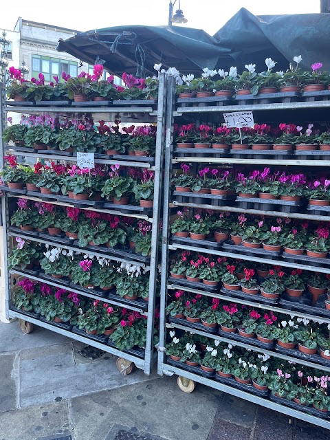 Flower Stall Tooting Broadway Station