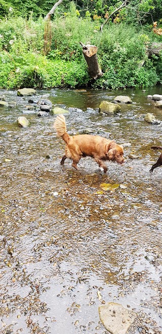 BUSY PAWS Dog walking, Edinburgh and dog boarding