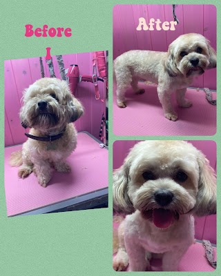 Pennypaws Dog Grooming