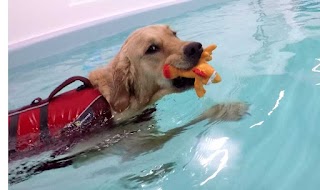 West Wales Canine Hydrotherapy