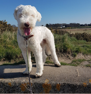 Poochie Walks of Warsash