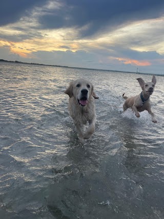 Paddy & Pals Dog Walking