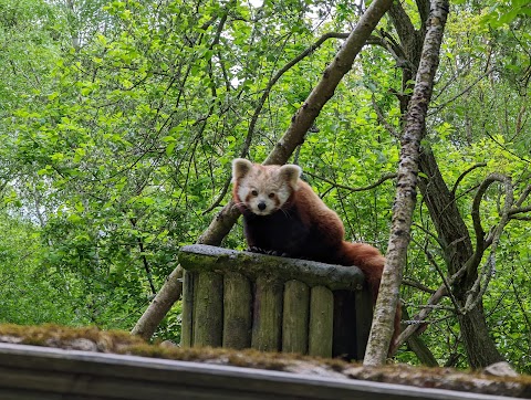 Highland Wildlife Park