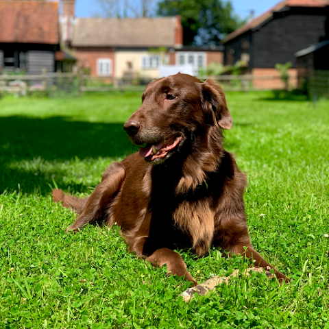 New Forest Dog Hotel