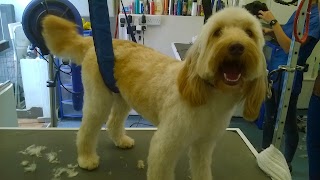 Pesky Pooch Dog Grooming