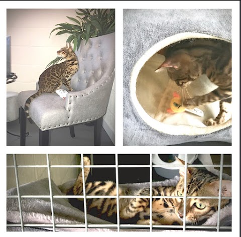 Aristocats Luxury Cattery NORFOLK