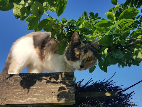 Brook Park Farm Boarding Cattery