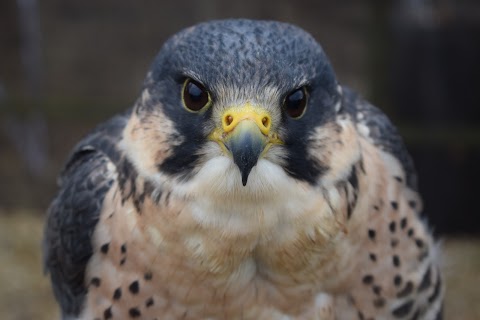 South Coast Falconry