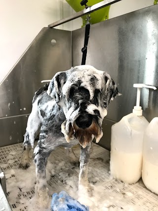 Alvechurch Dog Grooming Ltd