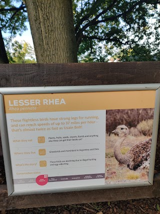 Lesser Rhea