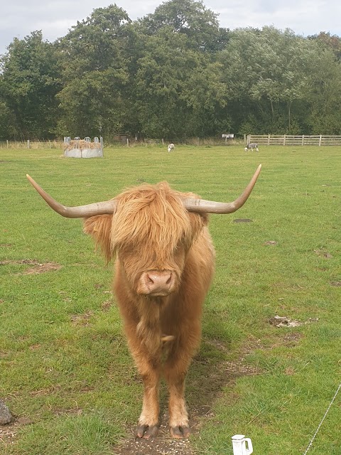 Windmill Animal Farm